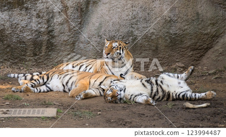 A sleeping tiger cub watched over by its mother 123994487