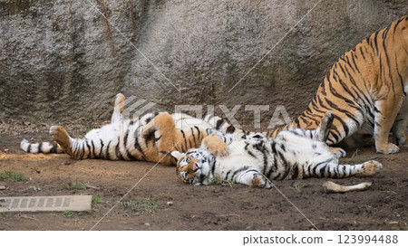 A tiger cub sleeps on its back under the watchful eye of its mother A tiger cub sleeps on its back under the watchful eye of its mother 123994488