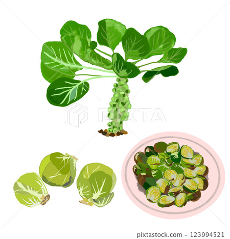 Illustration of Brussels sprouts 123994521