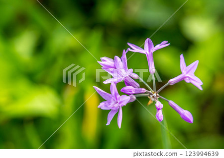 Beautiful purple flower ~Rurifutamozi~ Beautiful purple flower ~Rurifutamozi~ 123994639