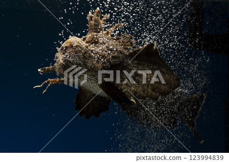 石魚、石魚、魚、鹹水魚、毒魚、虎魚、妖虎魚、自由軟鰩魚 123994839