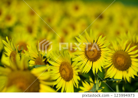 Speaking of summer sunflower 123994973