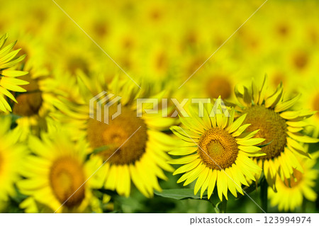 Speaking of summer sunflower Speaking of summer sunflower 123994974
