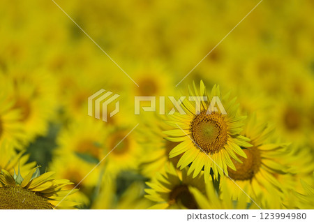 說到夏天的向日葵 123994980