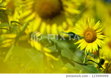 說到夏天的向日葵 123994999