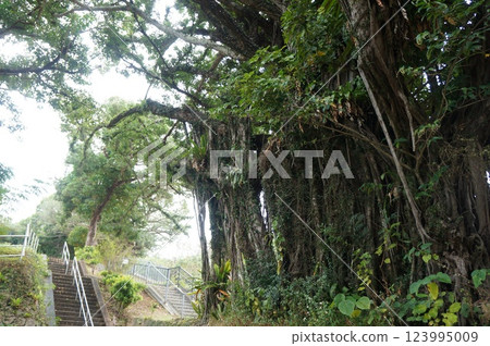 mysterious banyan 123995009