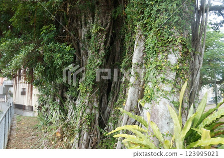 神秘榕樹 123995021