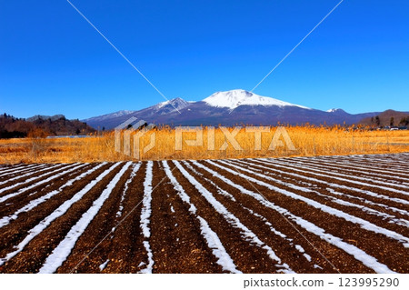 二月白雪皚皚的淺間山 信州的山脈 信州的風景 123995290