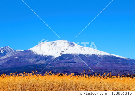 二月白雪皚皚的淺間山 信州的山脈 信州的風景 123995319