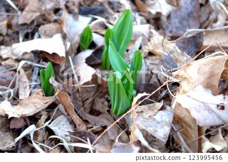 New shoots of wild garlic herald the arrival of spring New shoots of wild garlic herald the arrival of spring 123995456