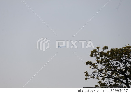 A landscape with green leafy tree branches, a hazy sky and an airplane A landscape with green leafy tree branches, a hazy sky and an airplane 123995497