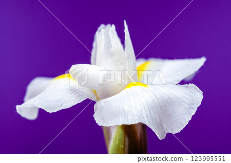 White Iris Hollandica Alaska Flower on purple background 123995551