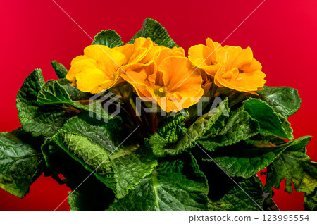 Orange Primula Flowers in Bloom on red background 123995554