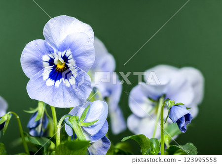 White and Blue Pansy Flowers in Bloom on green background 123995558