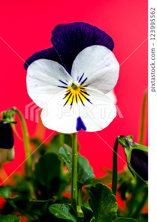 White and Purple Pansy Flowers in Bloom on red White and Purple Pansy Flowers in Bloom on red 123995562