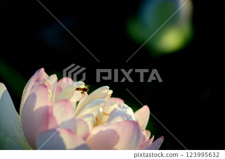 Nearby lotus field 123995632