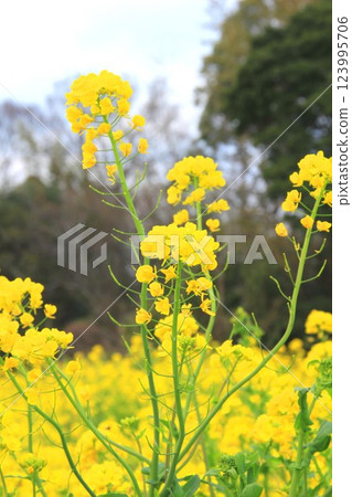 春季油菜花色彩繽紛 123995706