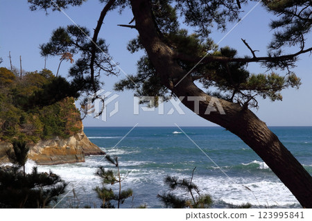 Romantic Ibaraki (A beautiful pine tree and the Pacific Ocean. Kogaigahama Green Park.) Hitachi City, Kawajiri Beach "100 Views of Ibaraki" 123995841