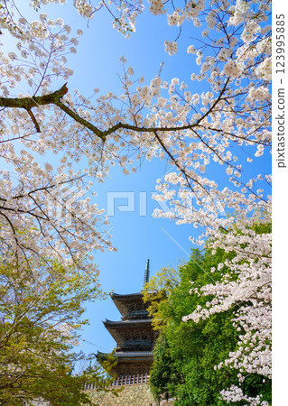<Shimane Prefecture> Yasugi City: Three-story pagoda of Kiyomizu-dera Temple surrounded by cherry blossoms <Shimane Prefecture> Yasugi City: Three-story pagoda of Kiyomizu-dera Temple surrounded by cherry blossoms 123995885