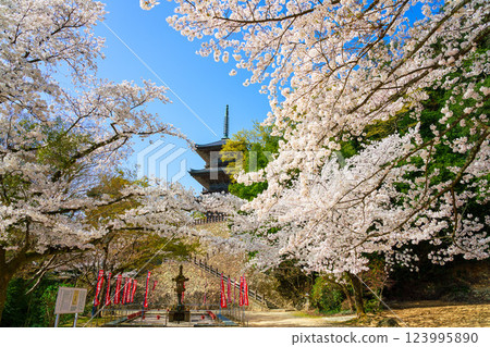<Shimane Prefecture> Yasugi City: Three-story pagoda of Kiyomizu-dera Temple surrounded by cherry blossoms 123995890