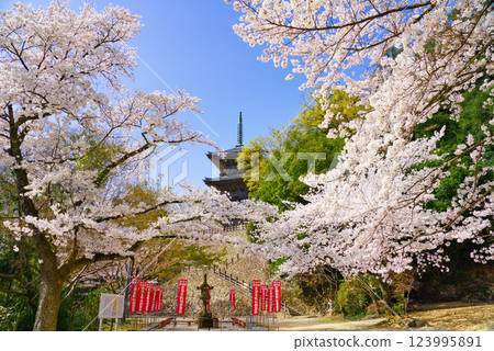 <Shimane Prefecture> Yasugi City: Three-story pagoda of Kiyomizu-dera Temple surrounded by cherry blossoms 123995891