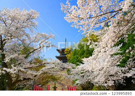 <島根縣>安來市：櫻花環繞的清水寺三重塔 123995893