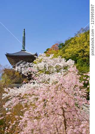 <Shimane Prefecture> Yasugi City: Three-story pagoda of Kiyomizu-dera Temple surrounded by cherry blossoms <Shimane Prefecture> Yasugi City: Three-story pagoda of Kiyomizu-dera Temple surrounded by cherry blossoms 123995897