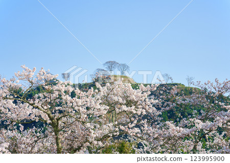 <島根縣>安來市的櫻花和月山戶田城跡 <島根縣>安來市的櫻花和月山戶田城跡 123995900