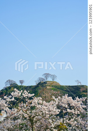 <島根縣>安來市的櫻花和月山戶田城跡 <島根縣>安來市的櫻花和月山戶田城跡 123995901