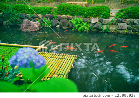 在京都府八幡市松花堂公園拍攝濕潤的繡球花 在京都府八幡市松花堂公園拍攝濕潤的繡球花 123995922