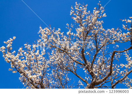 White plum against the blue sky 123996003