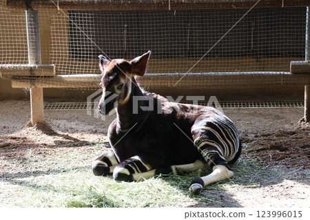 Okapi (baby okapi) 123996015