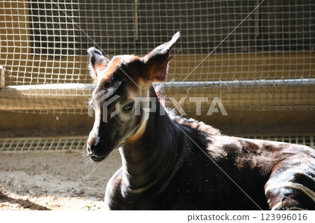 Okapi (baby okapi) 123996016