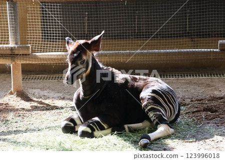 Okapi (baby okapi) Okapi (baby okapi) 123996018