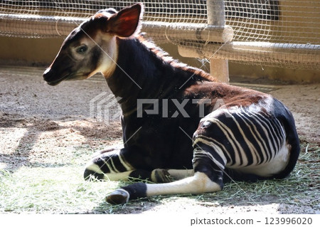 Okapi (baby okapi) Okapi (baby okapi) 123996020