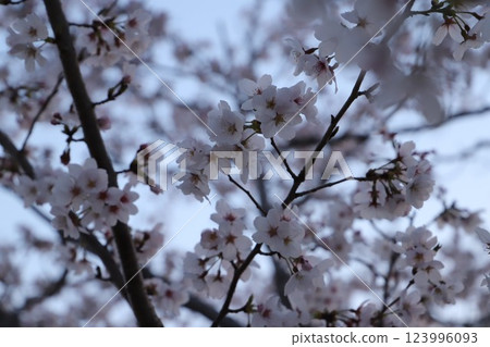 Cherry blossoms in full bloom Cherry blossoms in bloom Flowers and buds #Cherry blossoms Cherry blossom image Japanese flowers #Sakura 123996093