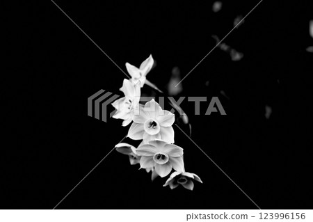 Daffodil monochrome 123996156