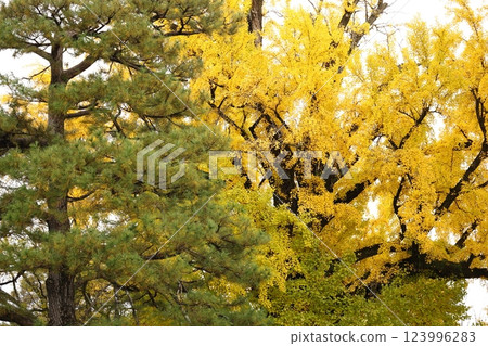 The yellow leafy ginkgo tree 123996283