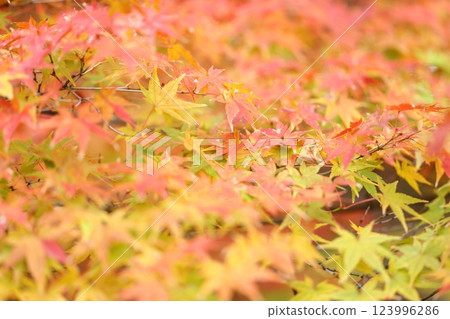 Bright red autumn leaves Bright red autumn leaves 123996286