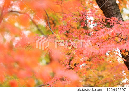 改變葉子的Momiji 123996297