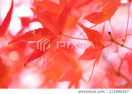鮮紅的秋葉 鮮紅的秋葉 123996307