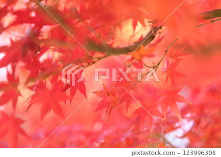 鮮紅的秋葉 鮮紅的秋葉 123996308