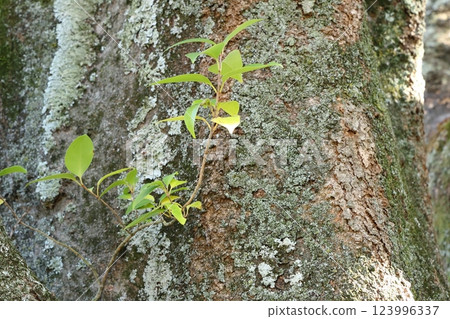 Shoots that grow on trees 123996337