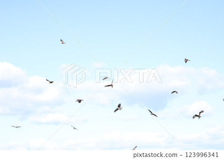 Flying flying kite 123996341
