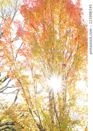 Maple leaves which turned red leaves and the sun Maple leaves which turned red leaves and the sun 123996345