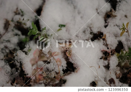 草地被雪覆蓋 草地被雪覆蓋 123996350
