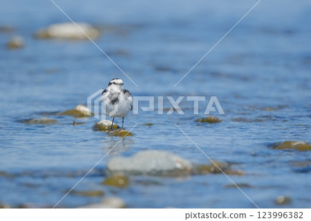 Black-backed wagtail standing on a stone in the river 123996382