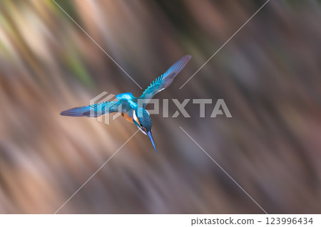 Kingfisher catching a fish, Kingfisher on a branch, Close up of a kingfisher. 123996434