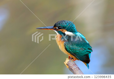 Kingfisher catching a fish, Kingfisher on a branch, Close up of a kingfisher. Kingfisher catching a fish, Kingfisher on a branch, Close up of a kingfisher. 123996435
