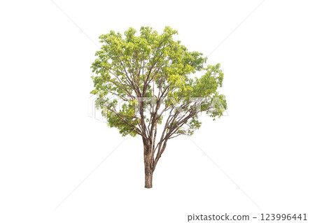 Isolated trees on white background. high qaulity tree on white background, full frame camera shoot for high resolution picture for both printing and web pages. Isolated trees on white background. high qaulity tree on white background, full frame camera shoot for high resolution picture for both printing and web pages. 123996441
